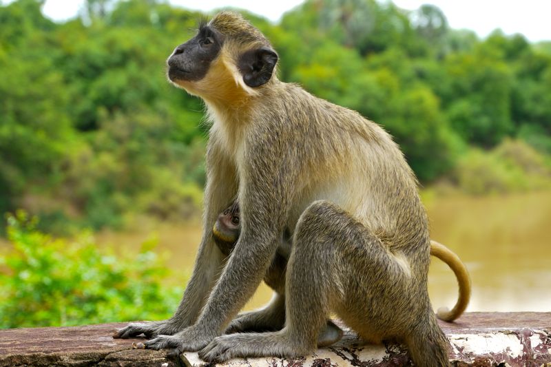 Senegal